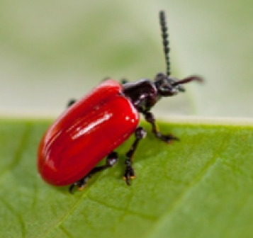 /ARSUserFiles/60320500/air potato beetle.png